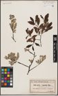 Foto von Salix aurita L. x Salix lapponum L.